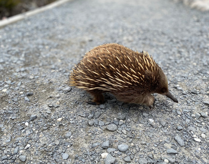 An echidna walking across leaf litter with its spines raised and snout lowered.