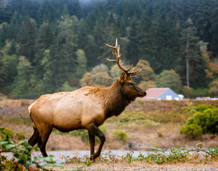 elk walking in california