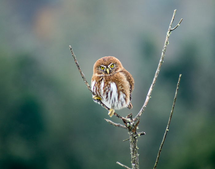 eurasia-pygmy-owl-2.webp Eurasian pygmy owl on top of a tree