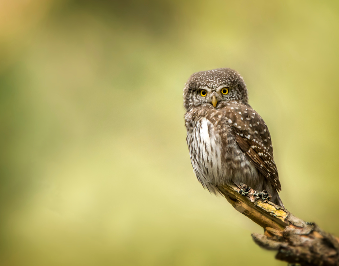 eurasian-pygmy-owl.webp pygmy owl standing on a tree branch