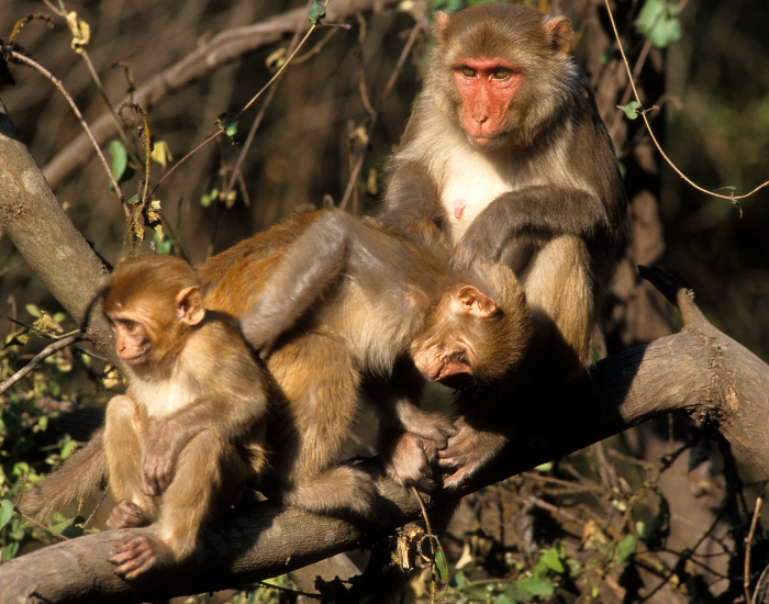 family-Rhesus-Macaques.webp a group family of rhesus macaques on a tree