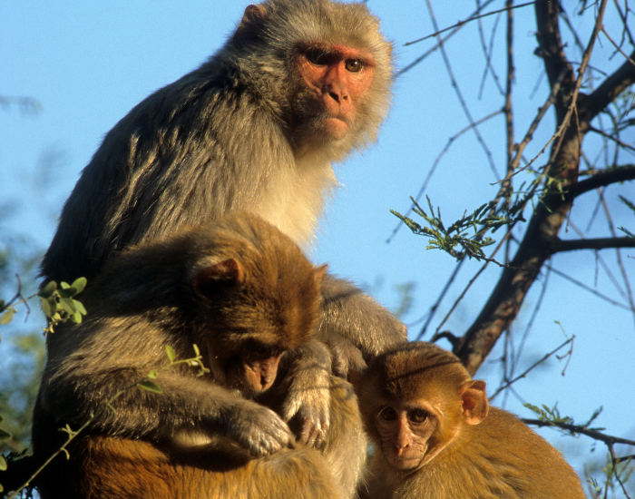 family of rhesus macaques on a tree