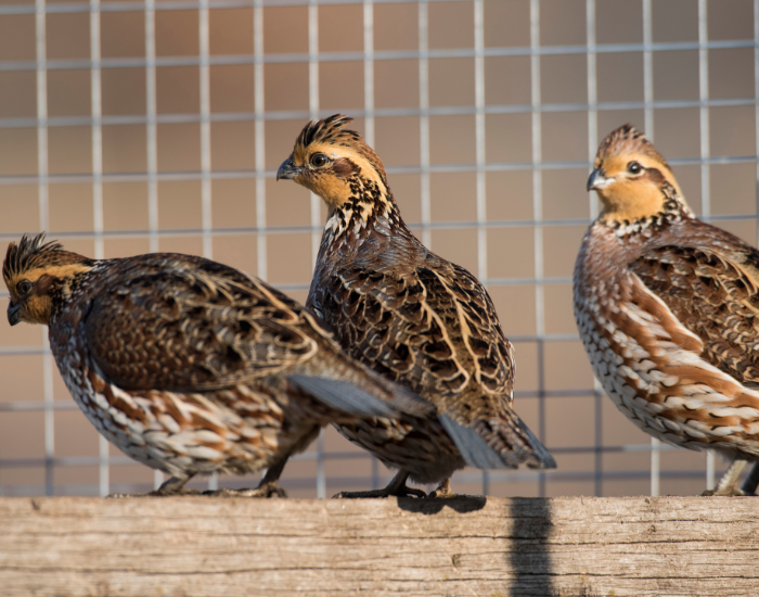 fe-male-Northern-Bobwhite-Quail.webp three females Northern Bobwhite Quail