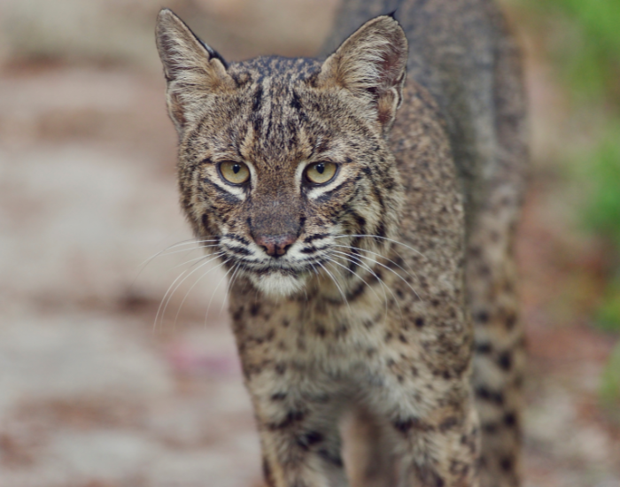 florida-bobcat.webp bobcat close up