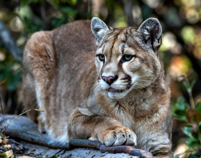 florida-panther-puma-concolor-coryi.webp florida panther (puma concolor coryi) in the wild