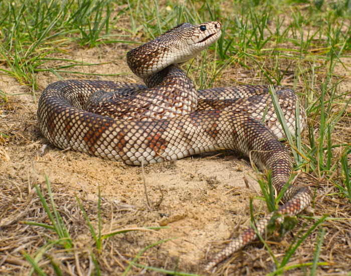 florida pituophis melanoleucus curled on the ground