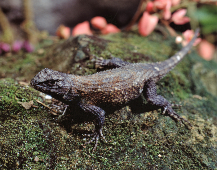 florida-scrub-lizard.webp florida scrub lizard on a rock in the wild