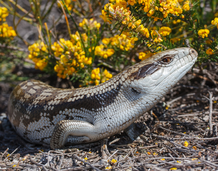 flowers-blue-tongue-lizard.webp blue tongue skink standing over soild with a plant with yellow flowers behind