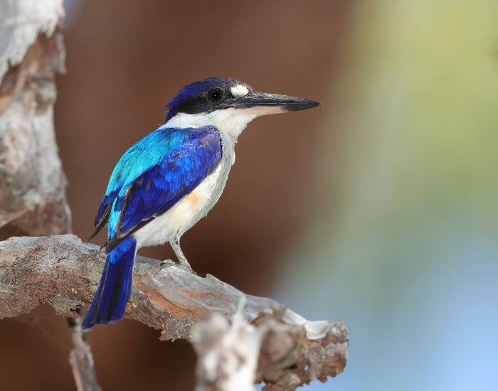 forest kingfisher on a tree