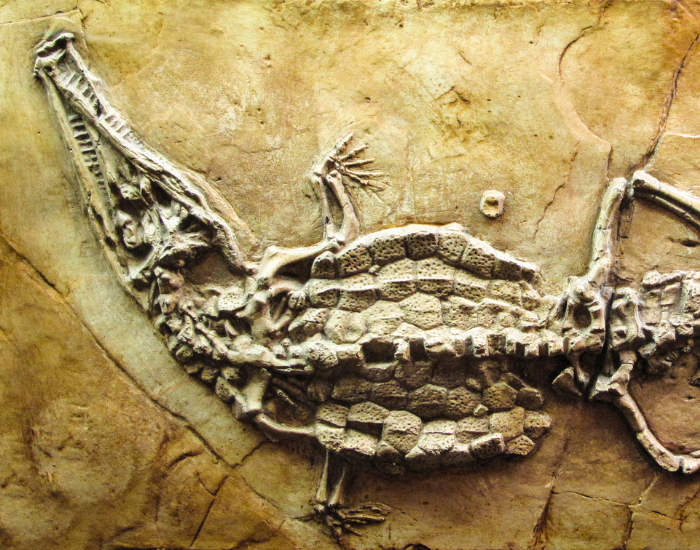 fossil-alligator.webp alligator fossil