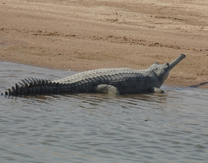 gharial-shore.webp Gharial on the shore of a river