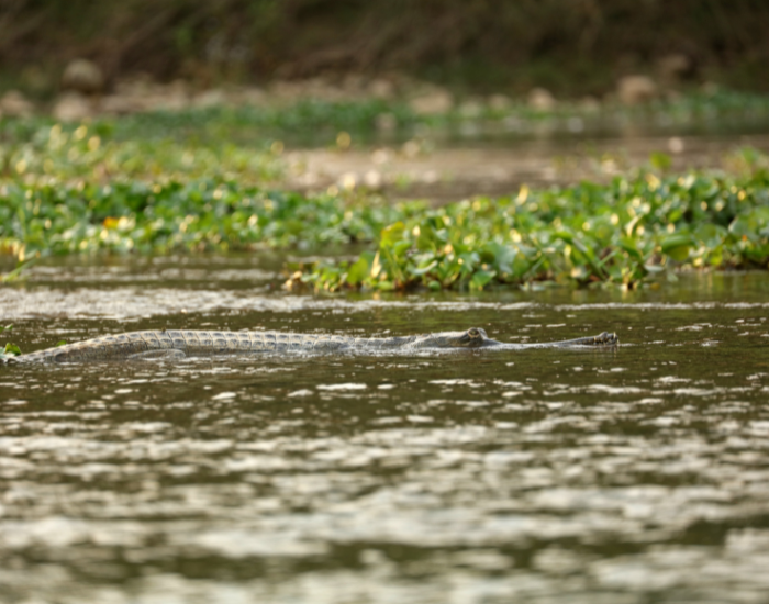 gharial-swimming-habitat.webp gharial in the wild swimming in a river