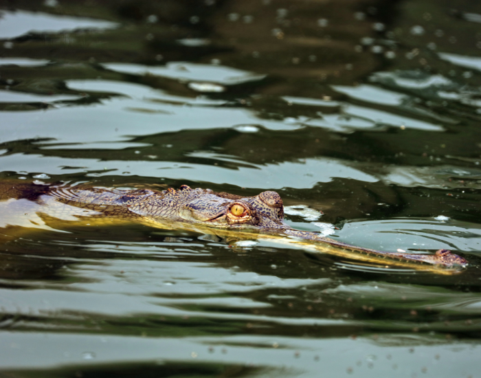 gharial-swimming.webp gharial close up swimming