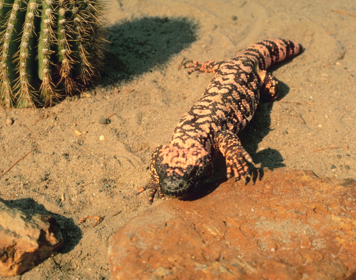 gila-monster-desert.webp gila monster in the desert with a cactus near by