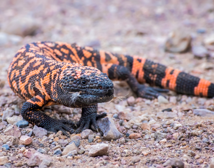 a solitary gila monster wlaking