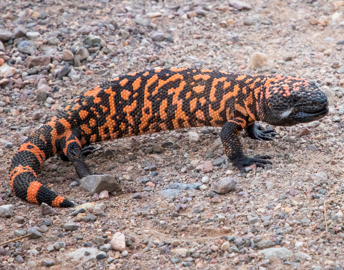 Gila Monster walking in the desert