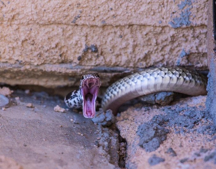 gopher-snake-attack.webp gopher snake imitating a rattle snake i n attack position