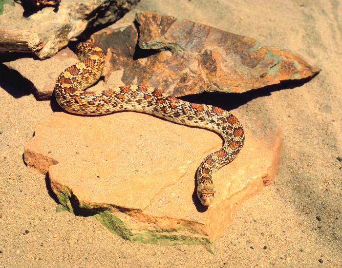 gopher-snake-desert.webp gopher snake in the desert