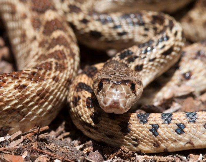gopher snake curled