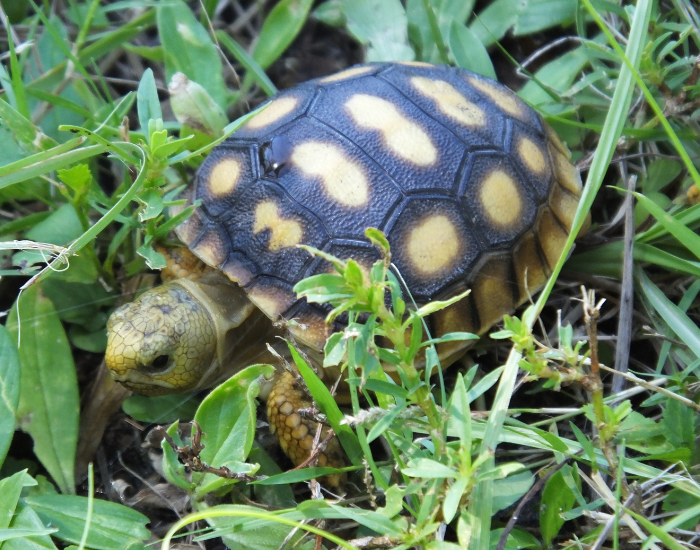 gopher-tortoise-Gopherus-polyphemus.webp Gopher tortoise walking on tall grass