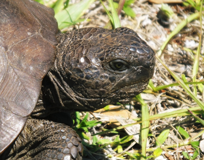 gopher-tortoise-close-up.webp close up of a gopher tortoise
