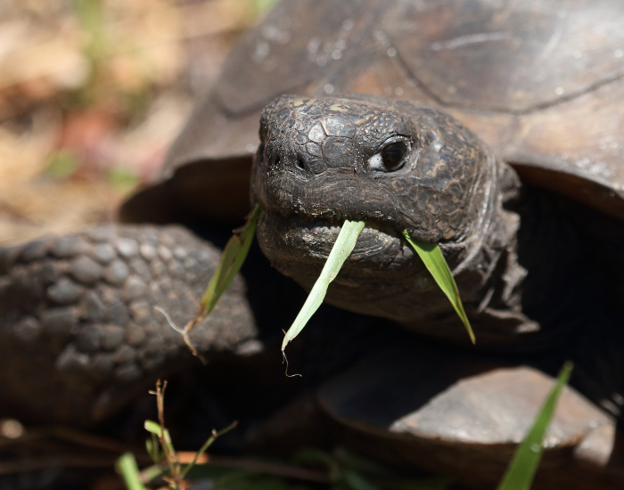 gopher-tortoise-eating.webp Close up of a gopher tortoise eating grass