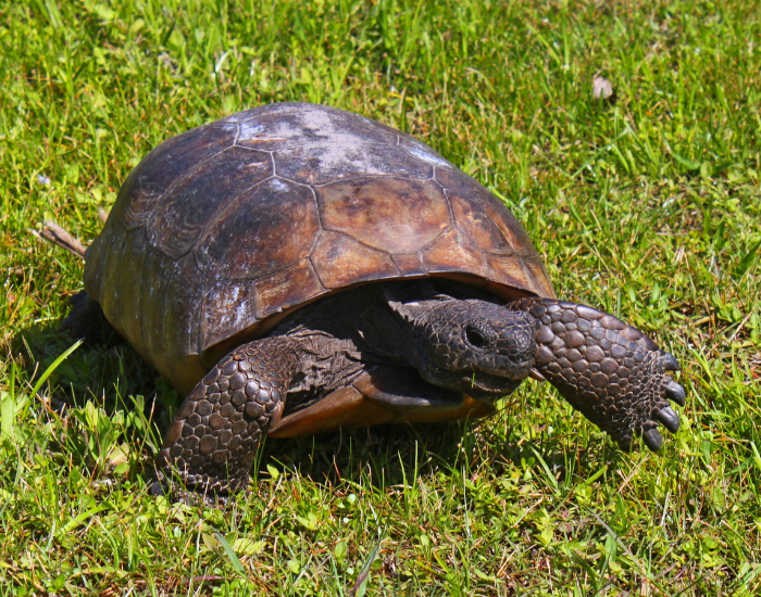 gopher-tortoise-walking-over-grass.webp Gopher tortoise