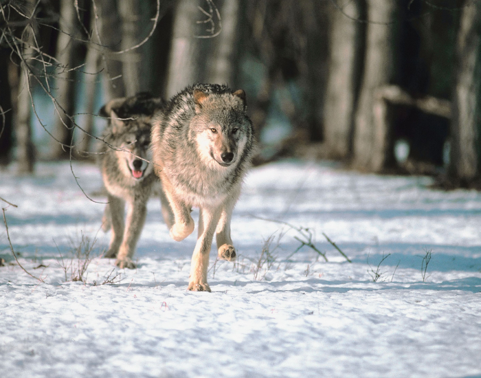 gray-wolves-running.webp two gray wolves running in the snow