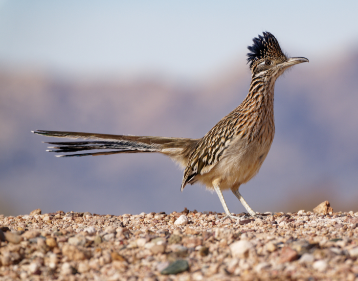 greater road runner standing still