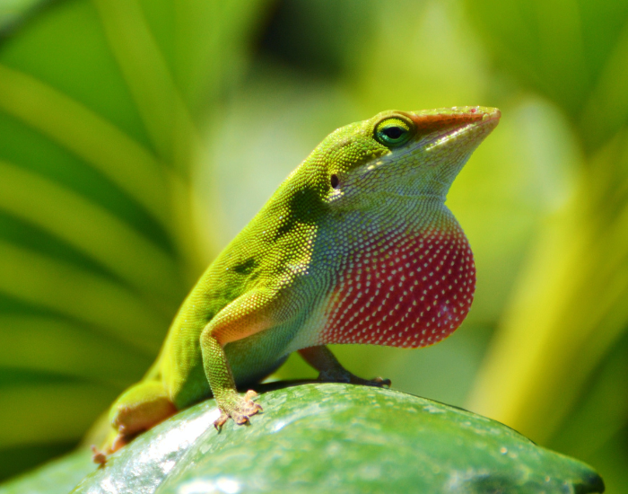 green-anole.webp Green anole close up