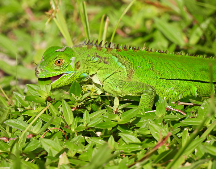 green-iguana-eating.webp juvenile green iguana eating plants