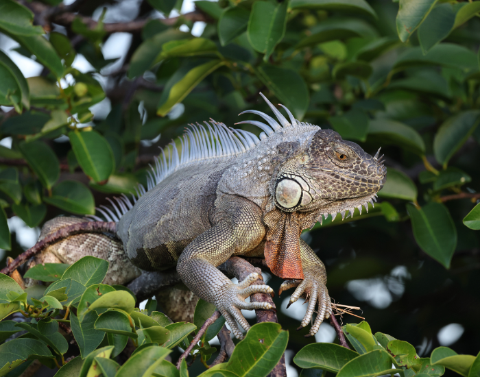 green-iguana-in-florida.webp Male common iguana on a tree