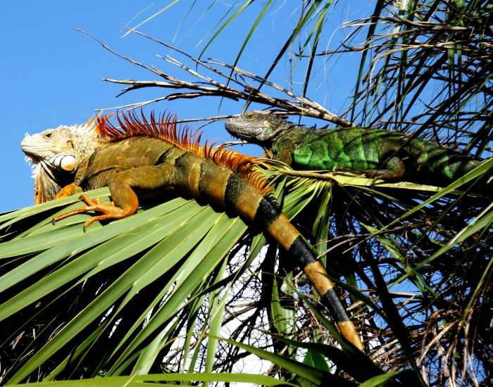 common iguana on a tree on top