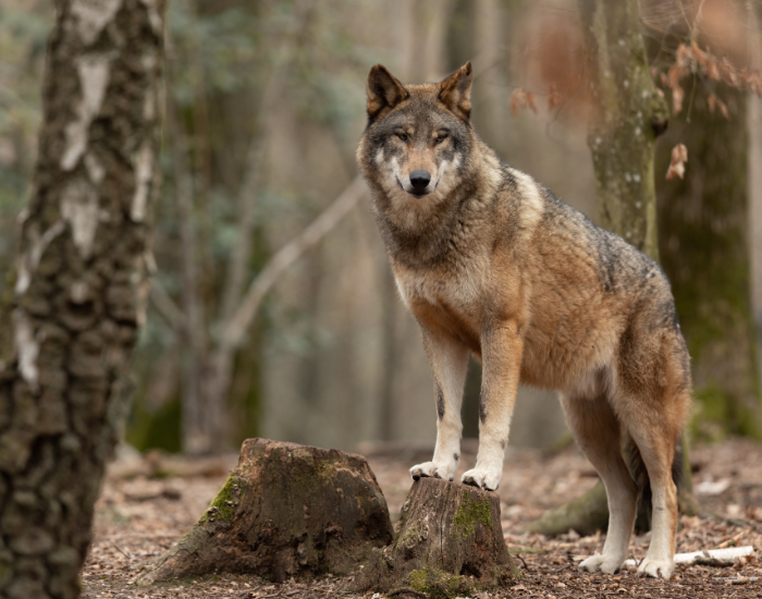 Grey wolf