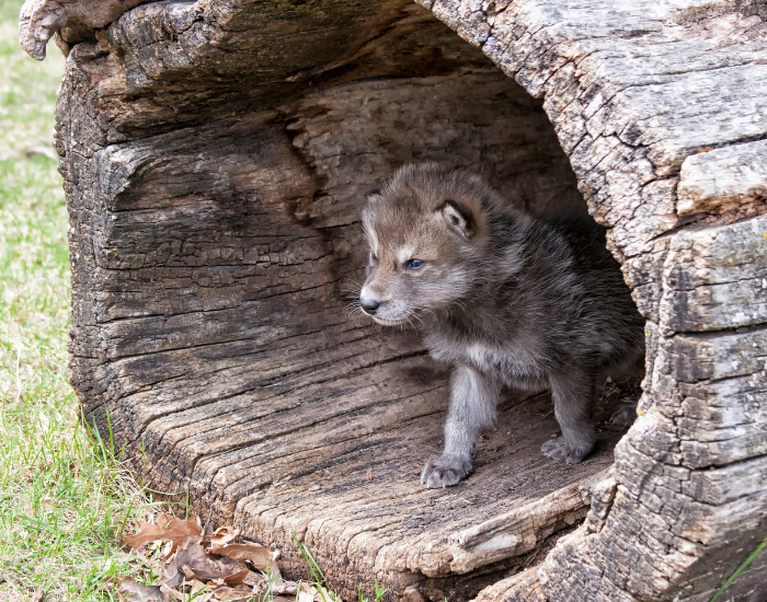 grey-wolf-pup.webp gray wolf pup inside a big fallen log