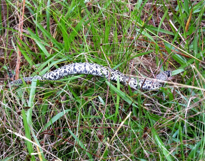 habitat-rattlesnake-pygmy.webp pygmy rattle snake crawling on the grass