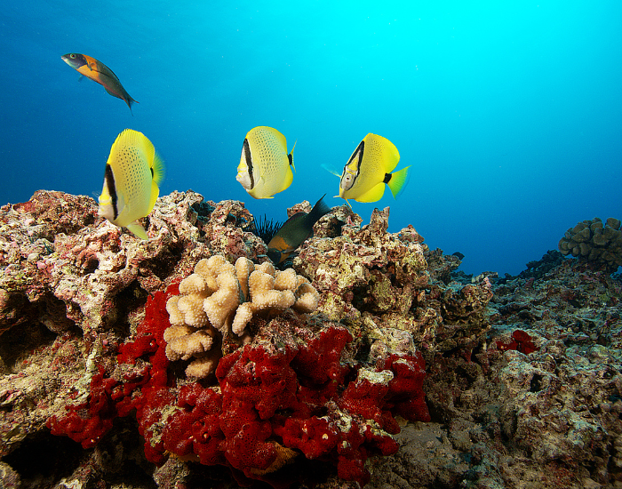 hawaiian-butterfly-fish.webp hawaiian butterfly fish swimming near a coral