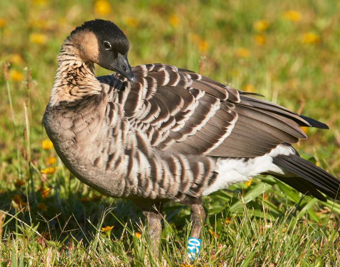 hawaiian-goose.webp Hawaiian goose standing on grass