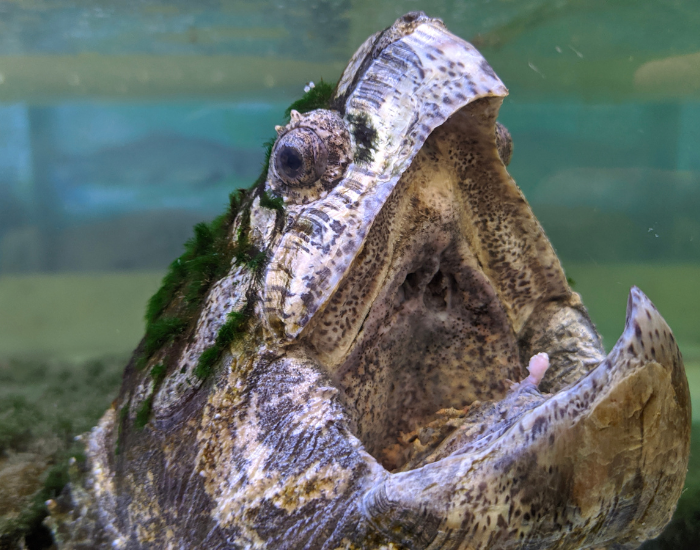 head-snapping-turtle.webp snapping turtle opening its mouth with powerful jaw