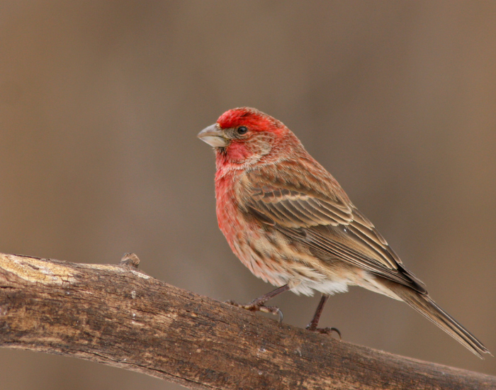 House Finch on a tree branch