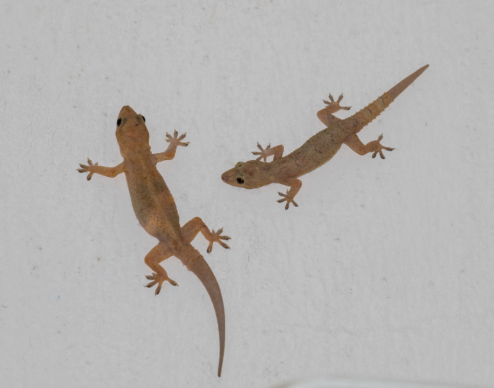 house-gecko.webp Two house geckos on a wall