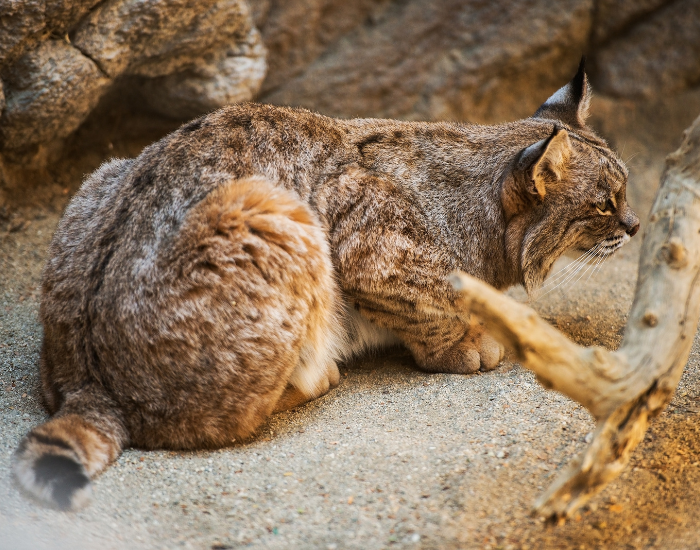 hunting-bobcat.webp bobcat hunting