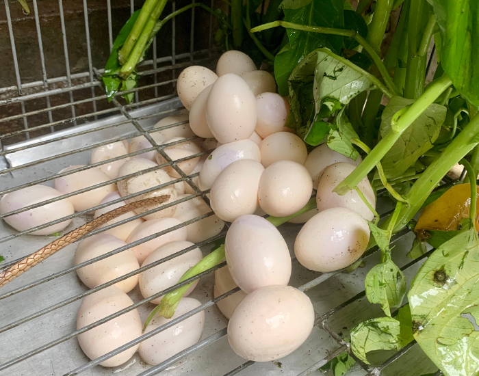 iguana-eggs.webp green iguana eggs on a cage
