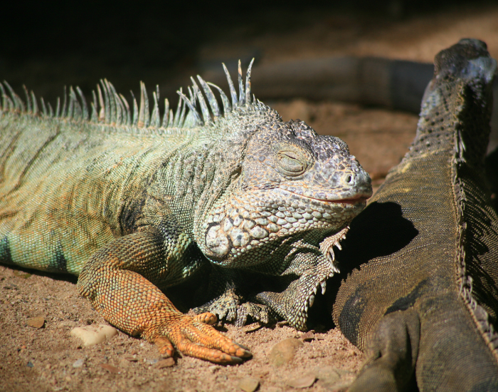 iguana-two-soil.webp two common iguanas on the ground