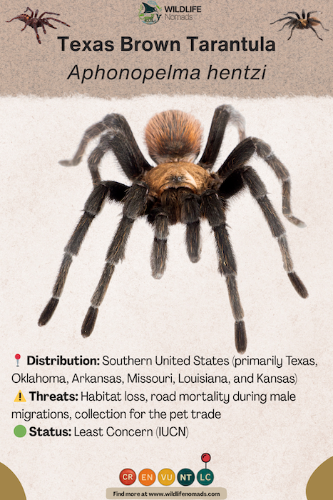 Conservation and threats of texas brown tarantula