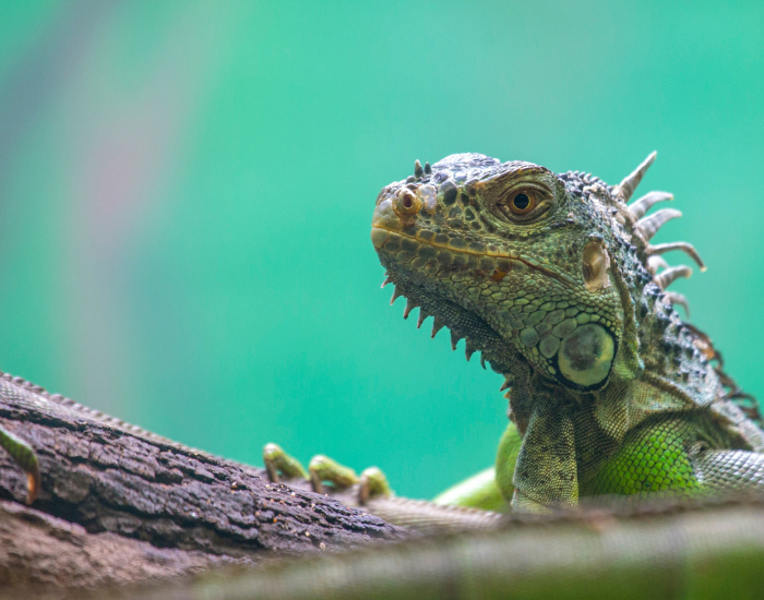 juvenile-green-giuana-close-up.webp juvenile green iguana in its habitat