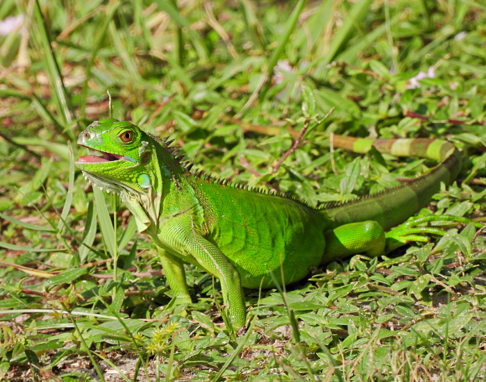 juvenile-iguana.webp juvenile green iguana on the ground