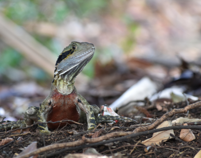 juvenile-water-dragon.webp australian water dragon in the wild