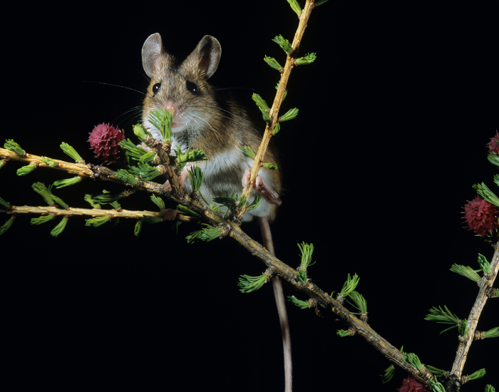 Kangaroo rat on a plant