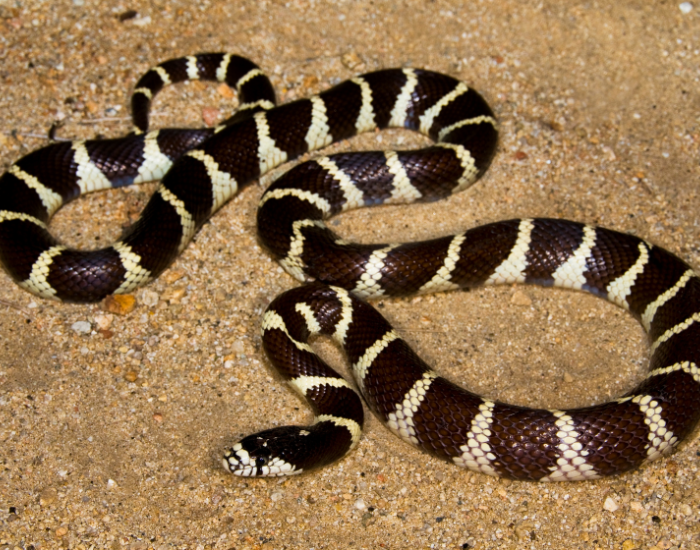 a california king snake on the sand